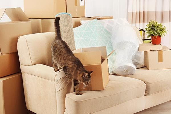 Chat dans un nouvel appartement lors d'un déménagement