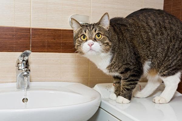 Chat près du lavabo de la salle de bain