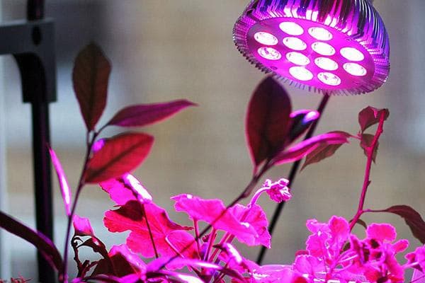 Plantes sous phytolampe