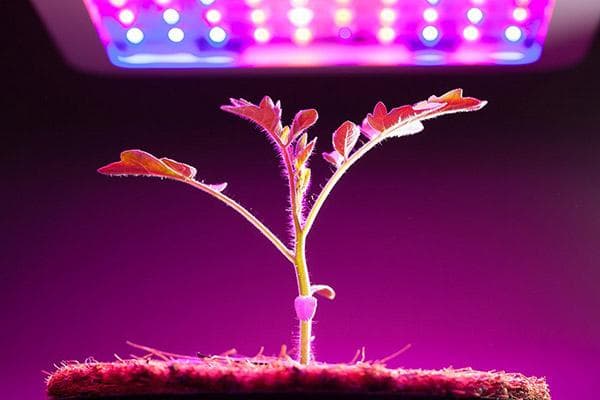 Semis sous phytolampe