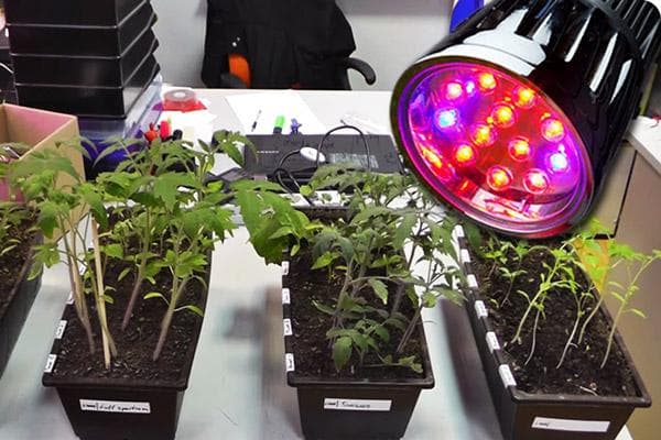 Phytolampe MiniFarmer