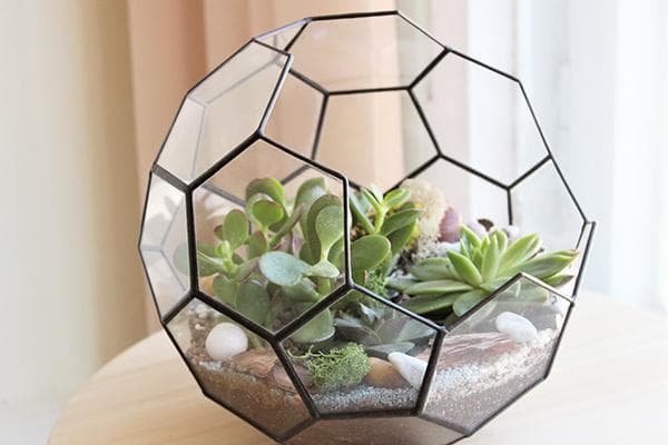 Florarium composé d'hexagones