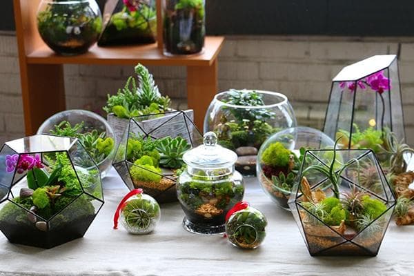 Florariums de différents types