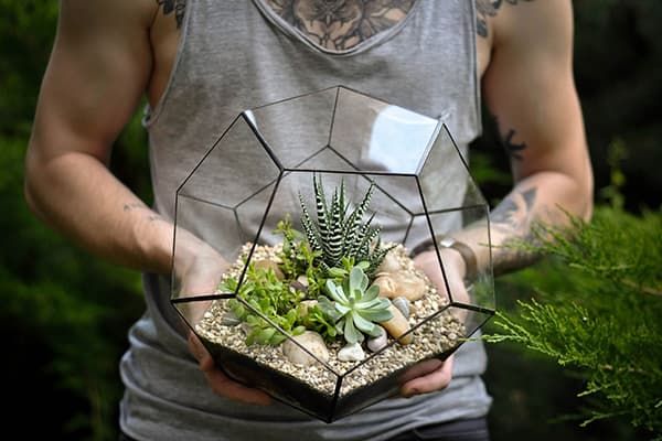 Florarium géométrique avec plantes succulentes