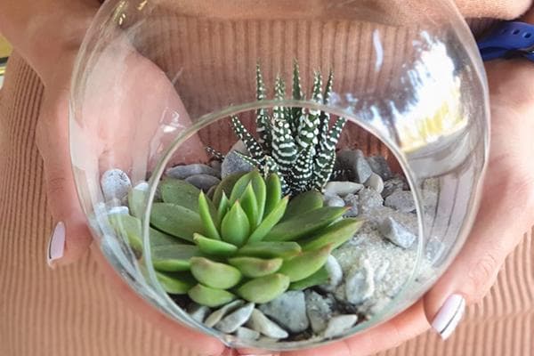 Florarium en forme de boule avec plantes succulentes