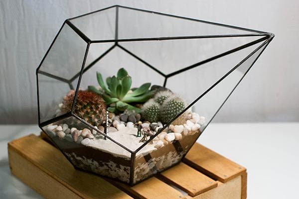 Florarium géométrique avec plantes succulentes
