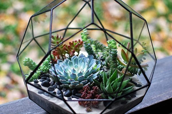 Magnifique florarium avec plantes succulentes