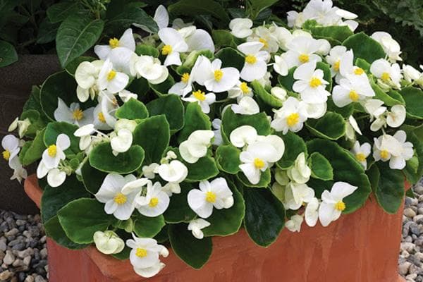 Bégonia blanc toujours en fleurs