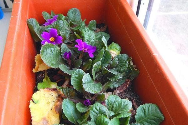Primevères sur le balcon