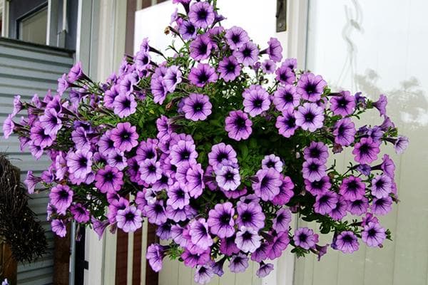 Pétunias dans des pots de fleurs sur le balcon