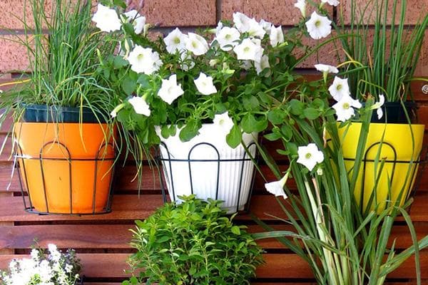 Fleurs en pots sur le mur du balcon