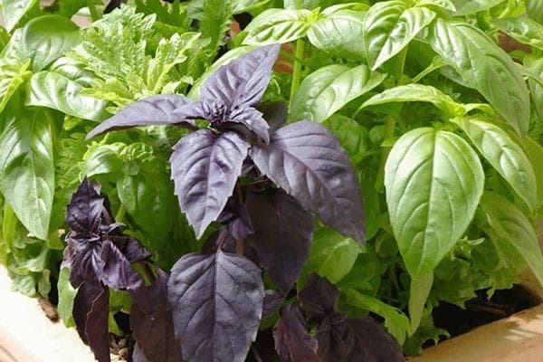 Deux types de basilic