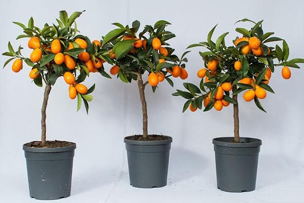 Kumquats en pot