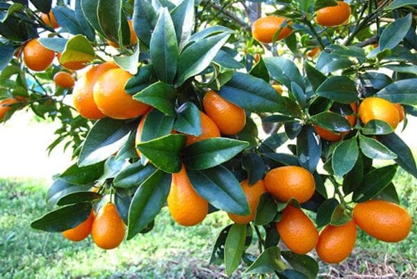 Fruits de kumquat sur un arbre