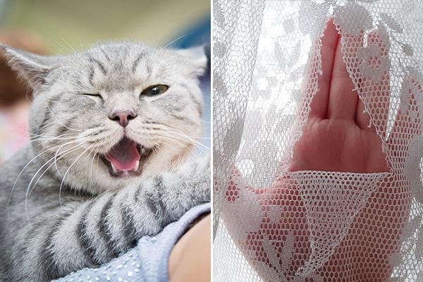 Le chat a déchiré le tulle