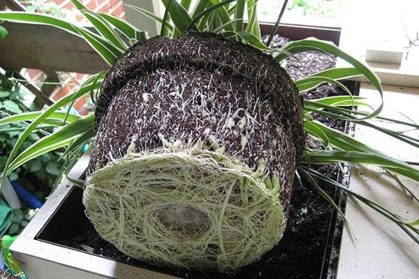 Racines de chlorophytum envahies