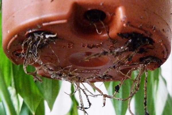 Racines des plantes dans les trous de drainage du pot