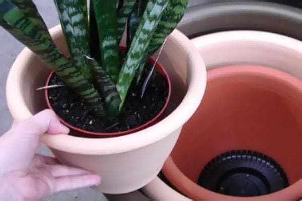 Choisir un nouveau pot pour Sansevieria