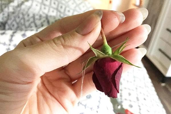 Bouton de rose pour le séchage