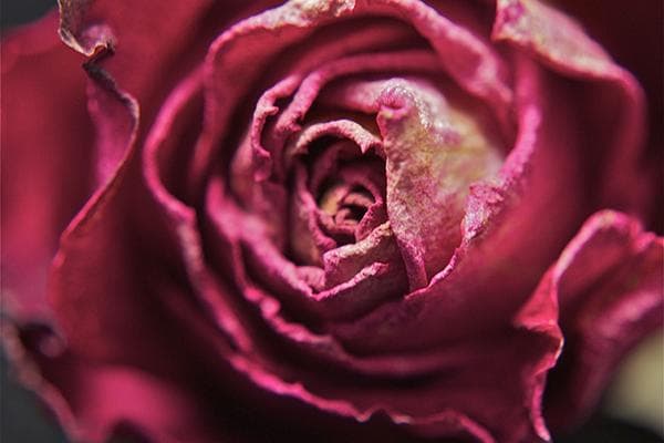 rose séchée