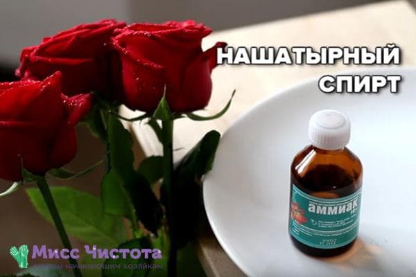 Ammoniaque pour roses dans un vase