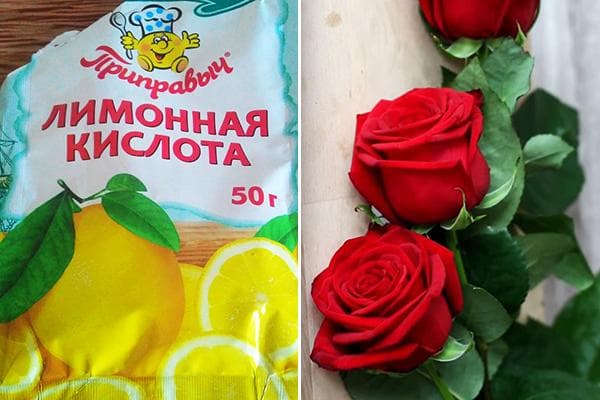 Acide citrique pour roses dans un vase