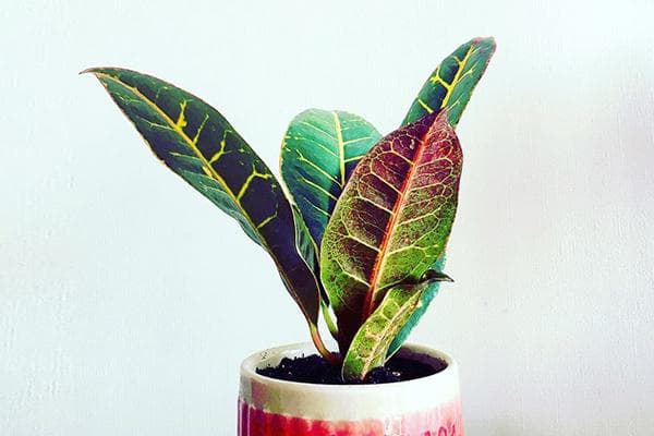 Croton en pot