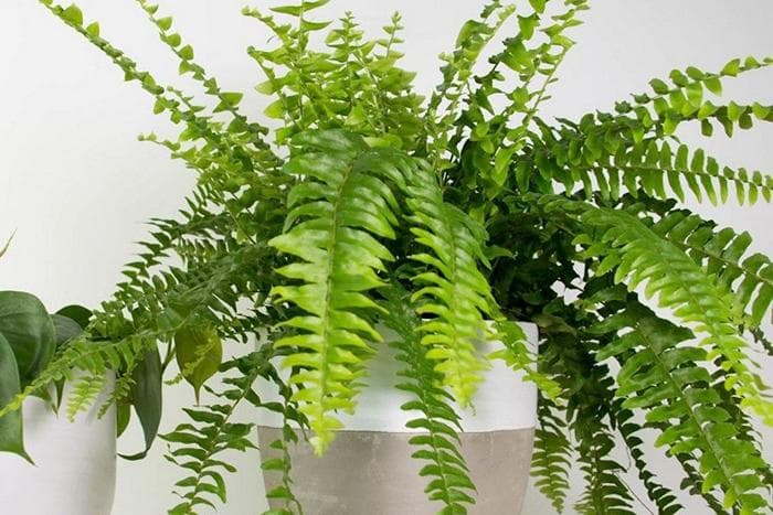 Fougère en pot