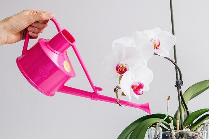 Arroser une orchidée