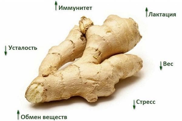 Propriétés de la racine de gingembre