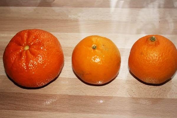 Trois mandarines de différentes variétés