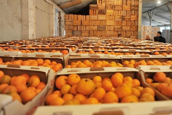 Mandarines dans des boîtes dans un entrepôt