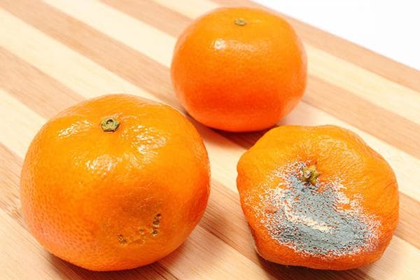 Mandarines fraîches et gâtées