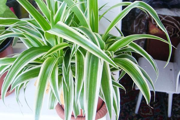 Chlorophytum