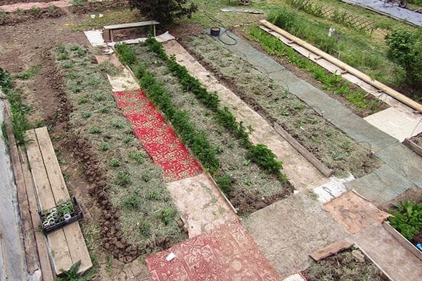 Lits de paillage avec linoléum