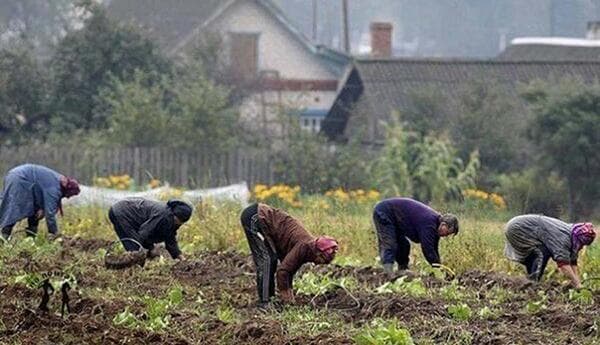 Résidents d'été dans le jardin