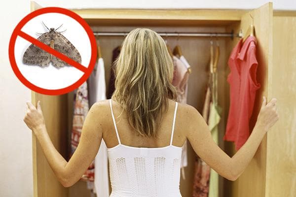 Papillon dans le placard avec des vêtements