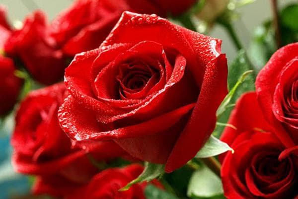 Roses rouges dans un bouquet