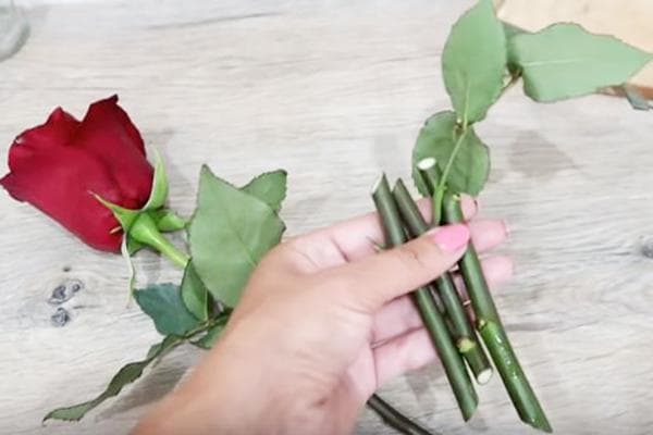 Boutures pour enraciner les roses d'un bouquet