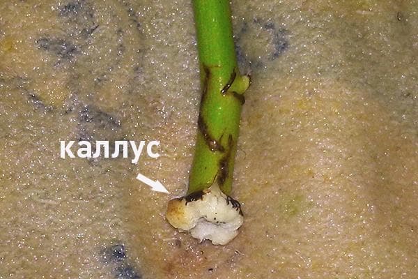 Formation de racines sur une bouture de rosier
