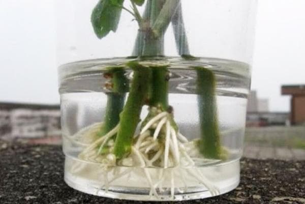 Enracinement de boutures de roses dans l'eau