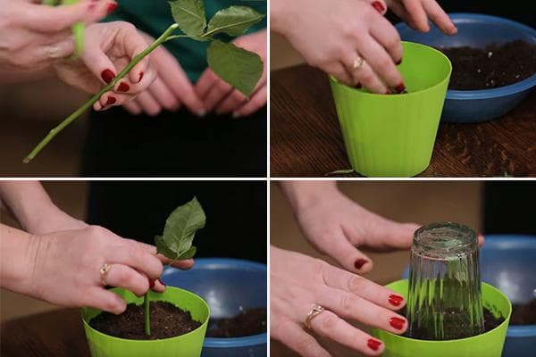 Enracinement de boutures de rosiers dans de la tourbe