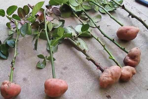 Enracinement de boutures de roses dans des pommes de terre