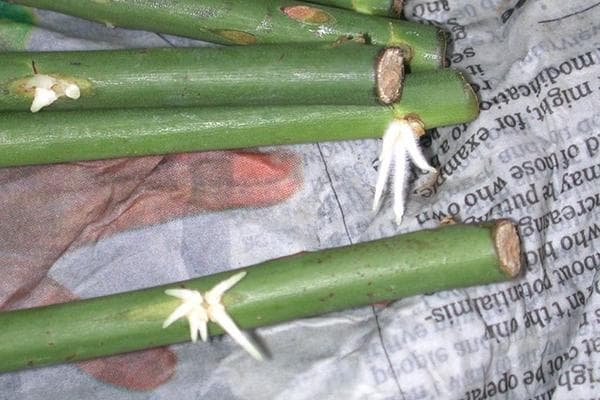 Faire germer des boutures de roses dans les journaux