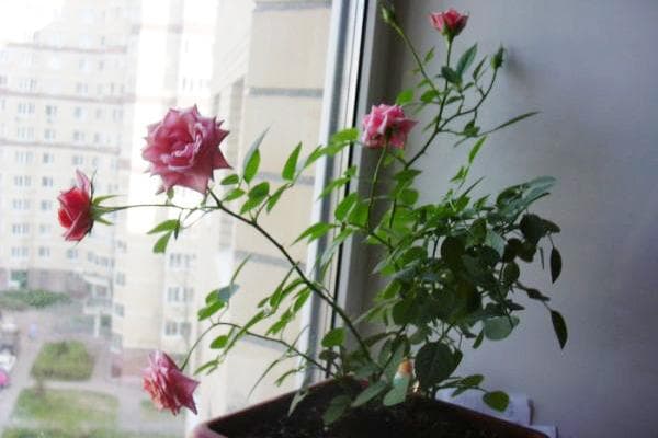 Rose qui fleurit sur le rebord de la fenêtre