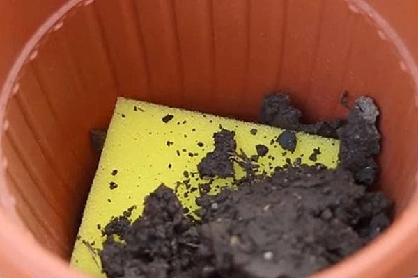 Une éponge comme filtre pour un pot de fleur