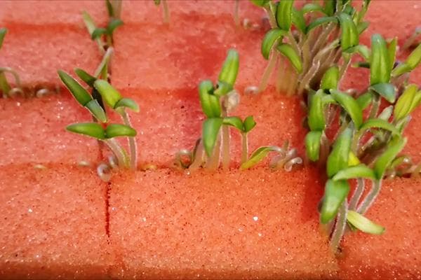 Faire germer des graines dans une éponge