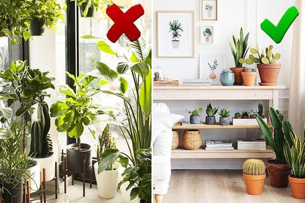 Plantes d'intérieur qui libèrent et absorbent l'humidité