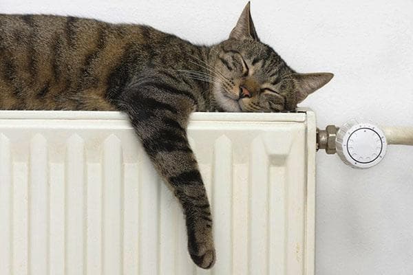 Le chat dort sur le radiateur