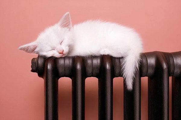 Un chaton dort sur un radiateur de couleur foncée